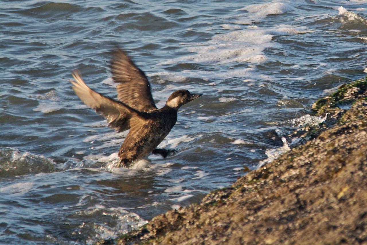 Seevilla Wietjes Whg 6 Baltrum Exteriér fotografie